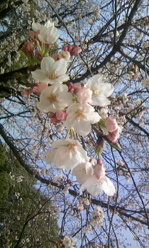 思い出の桜.jpg